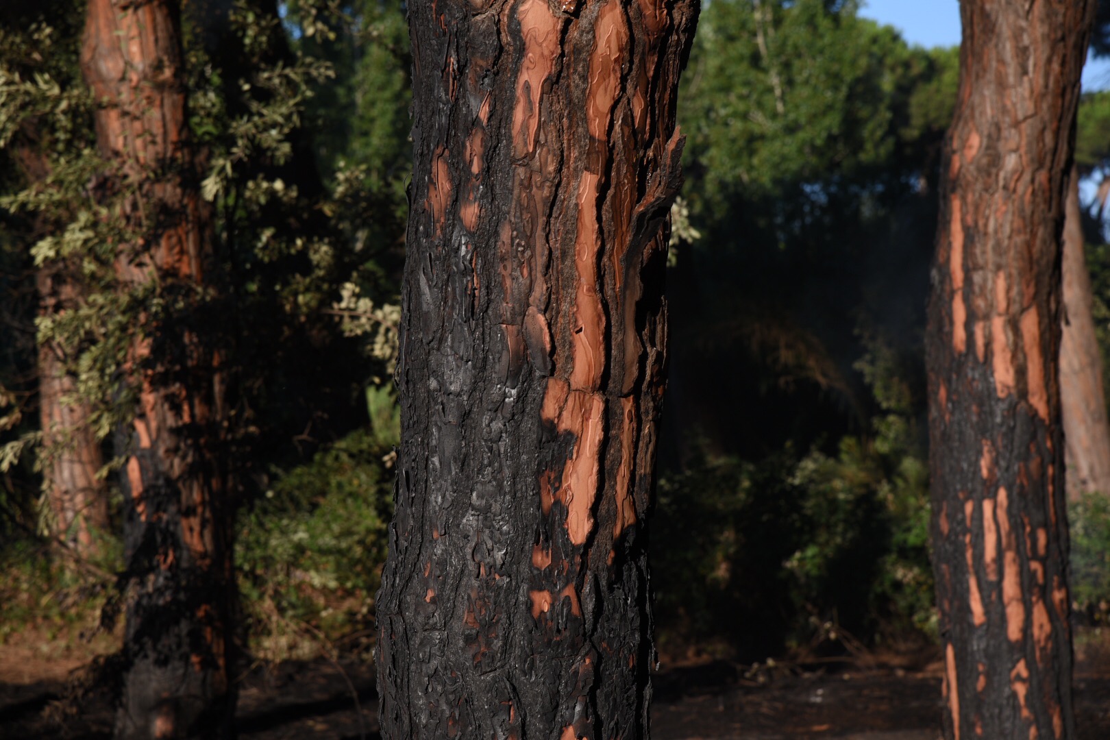 L''incendio della pineta delle Acque Rosse a Ostia: il giorno dopo